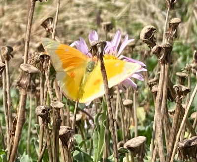 Clouded Yellow aberration, Southbourne, Bournemouth 15.9.22