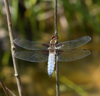 Broad-bodied chaser.jpeg