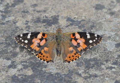 Painted Lady 1 on path.jpeg