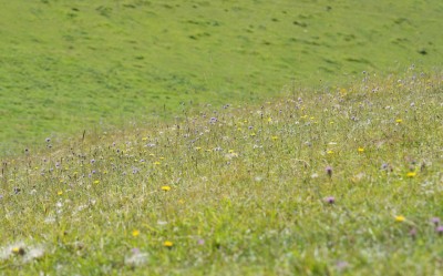 Adonis Blue habitat