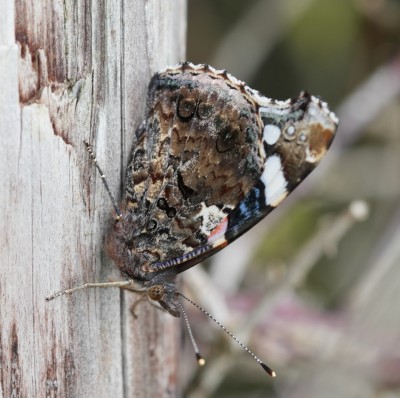 Red Admiral Clsoed Wing