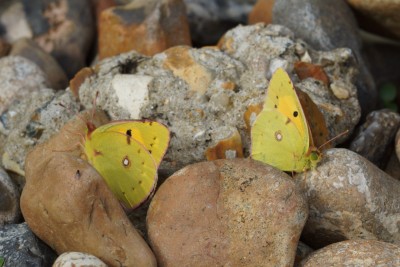 Double Clouded Yellow Better cropped.jpeg