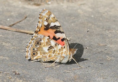 Painted Lady Closed Wing