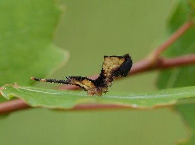 Puss moth caterpillar side.jpeg