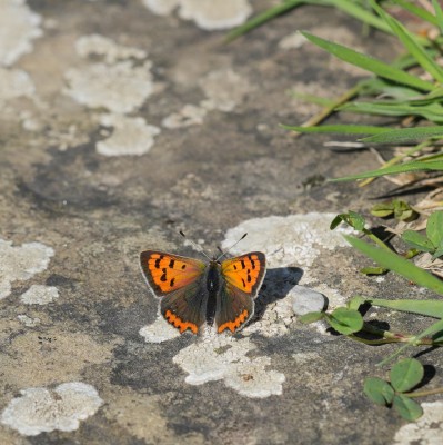 Small Copper blue