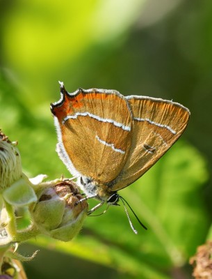 Male Brown Hairstreak.jpeg