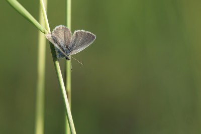 Small Blue Kithurst