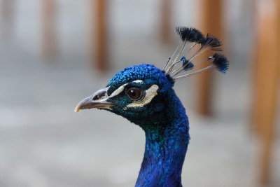 Peacock (3).jpeg