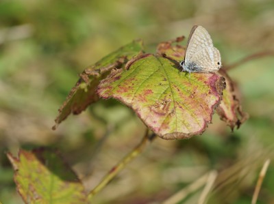 Old Long-tailed Blue