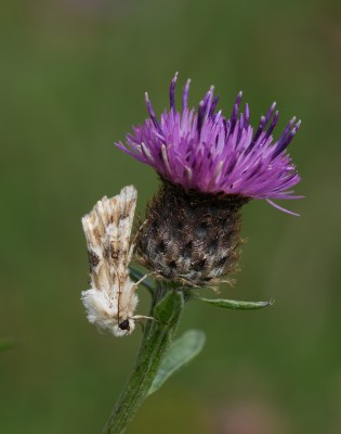 Dusky Sallow.jpeg