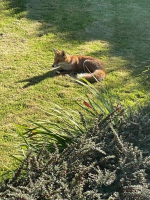 Fox with shadow
