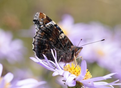 Red Admiral Eye.jpeg