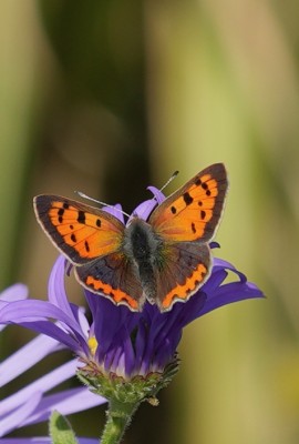 Small Copper (2).jpeg