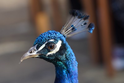 Peacock 2.jpeg