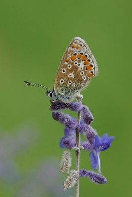 Vertical Common Blue closed wing Herstmonceaux.jpeg