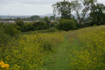 swathes of yellow.jpeg