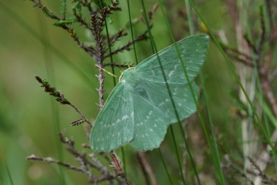 Large Emerald Moth.jpeg