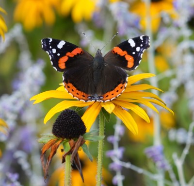 Red Admiral on Rudbeckia