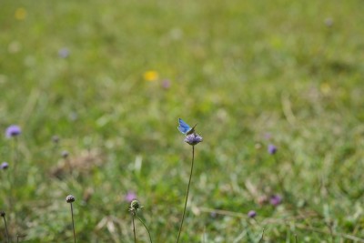 semi open blue in flowers.jpeg