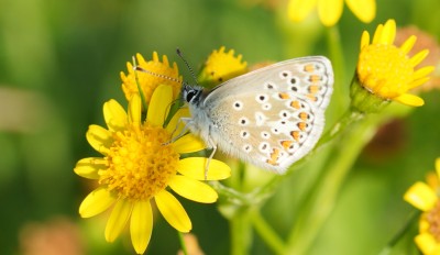 Brown Argus