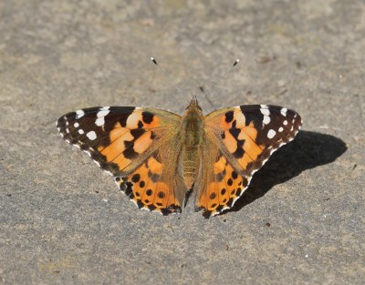 Painted Lady Semi