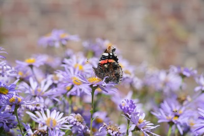 Red Admiral in Context.jpeg