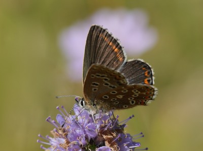 Female Adonis blue 2.jpeg