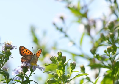 Small Copper Underside