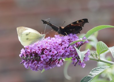 Peacock and Large White