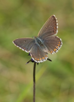 Female Adonis