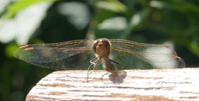 Common darter head on.jpeg