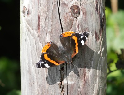 Red Admiral