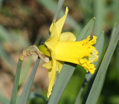 Brimstone in Daffodil.jpeg