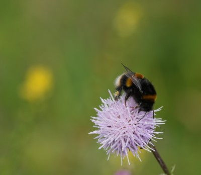 Buff-tailed bumblee bee.jpeg