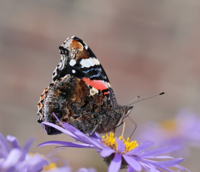 Red Admiral (1).jpeg