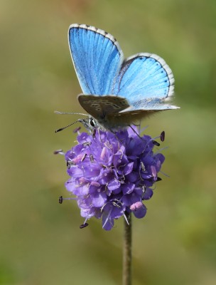 Male Adonis