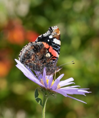 Red Admiral on Flower.jpeg