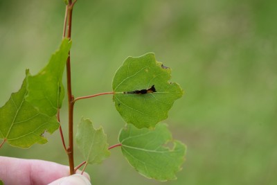 puss moth caterpillar context.jpeg