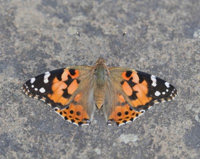 Painted Lady 2 on path.jpeg