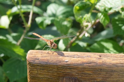 Common darter.jpeg