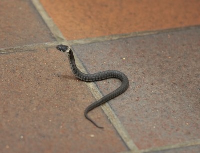 grass snake up.jpeg