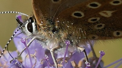 Pollen on Female Adonis.jpeg