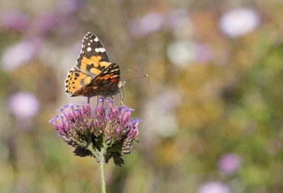 Painted Lady on Verbena