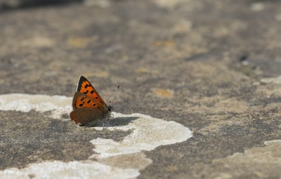 Small Copper on path.jpeg