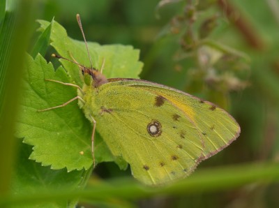 Clouded Yellow (3).jpeg