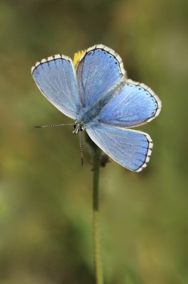 Adonis Blue male