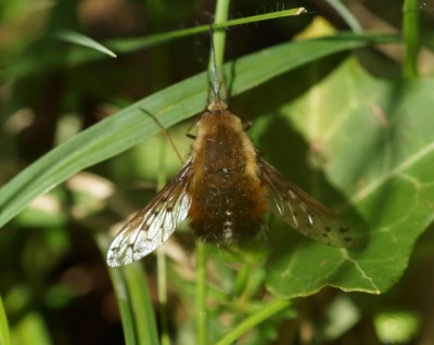 Dotted Bee fly.jpeg