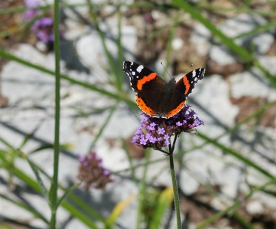 Red Admiral on Verbena