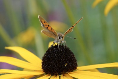 Autumn Joy - Small Copper at Herstmonceaux