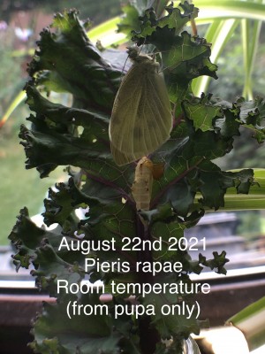 Emerged from pupa at room temperature. <br />Pupa was found on a crop outside. Always check your harvest before cooking!
